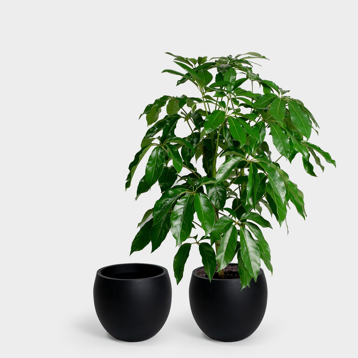 Calyer 34 Large Planter