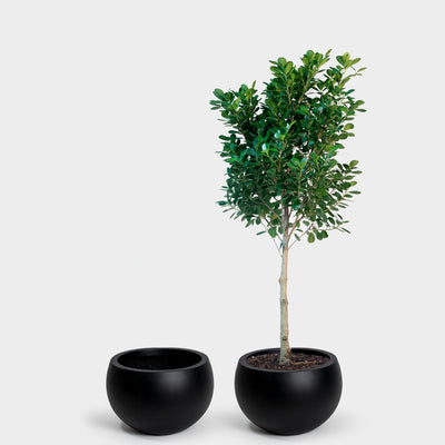 Calyer 46 Large Planter